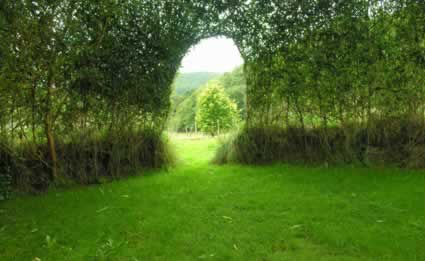 Living Willow dome under construction, interior looking outside